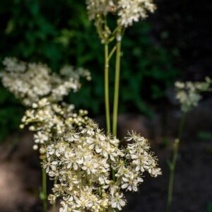 FILIPENDULA VULGARIS, MOENCH, ROSACEAE - 0960