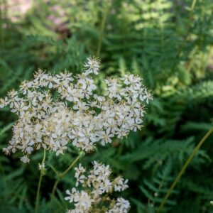 FILIPENDULA VULGARIS, MOENCH, ROSACEAE - 0962