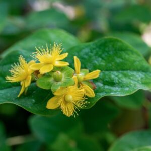 HYPERICUM ANDROSAEMUM, L, HYPERICACEAE - 0964