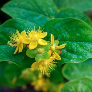 HYPERICUM ANDROSAEMUM, L, HYPERICACEAE - 0965