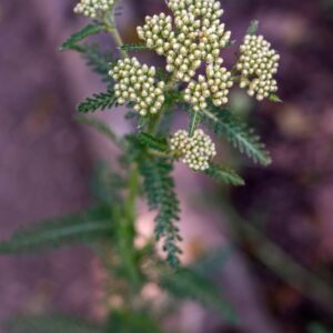 ACHILLEA COLLINA, BECKER, EX R, ASTERACEAE - 0969