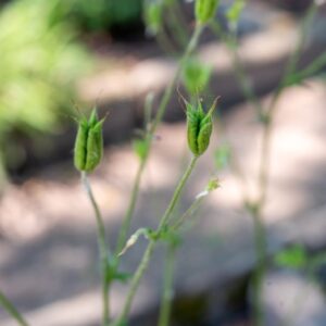 AQUILEGIA VULGARIS, L, RANUNCULACEAE - 0971