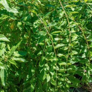 SPINA SANTA, LYCIUM, BARBARUM, L, SOLANACEAE - 0975