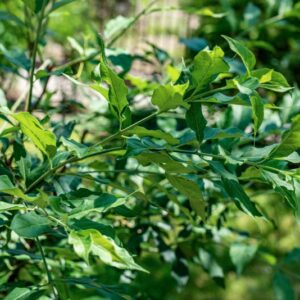 BERRETTO DA PRETE, EUONYMUS EUROPAEUS, L, CELASTRACEAE - 0980