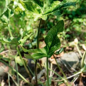 GIGARO ARUM MACULATUM, L, ARACEAE - 0982