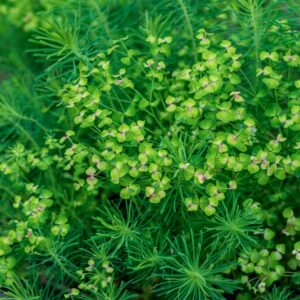 ERBA CIPRESSINA, EUPHORBIA CYPARISSIAS, L, EUPHORBIACEAE - 0984