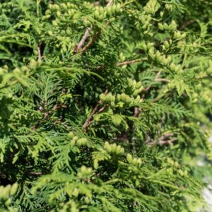 TUIA, THUJA OCCIDENTALIS, L, CUPRESSACEAE - 0986
