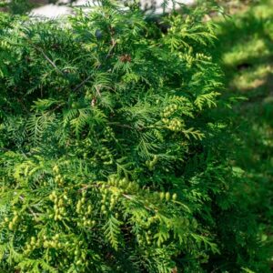 TUIA, THUJA OCCIDENTALIS, L, CUPRESSACEAE - 0987