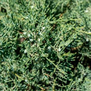 GINEPRO DELLA VIRGINIA, JUNIPERUS VIRGINIANA, L, CUPRESSACEAE - 0989