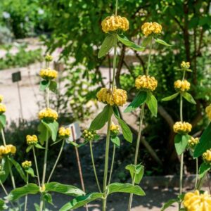 PHLOMIS SAMIA, L, LAMIACEAE, GRECIA - 0995