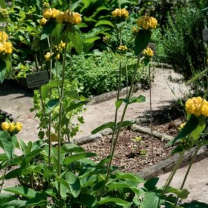 PHLOMIS SAMIA, L, LAMIACEAE, GRECIA - 0997