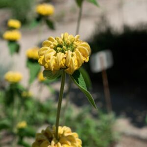 PHLOMIS SAMIA, L, LAMIACEAE, GRECIA - 0996