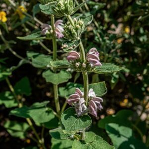 PHLOMIS BOVEI DE NOÈ, LAMIACEAE, AFRICA SUD - 1001