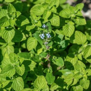 CLINOPODIUM NEPETA, KUNTZE, LAMIACEAE, EUROPA CENTRO MERIDIONALE - 1004