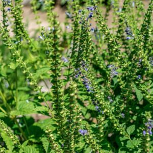 SCUTELLARIA ALTISSIMA, L, LAMIACEAE -1007