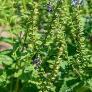 SCUTELLARIA ALTISSIMA, L, LAMIACEAE - 1008