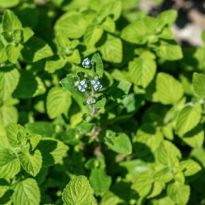 CLINOPODIUM NEPETA, KUNTZE, LAMIACEAE, EUROPA CENTRO MERIDIONALE - 1005