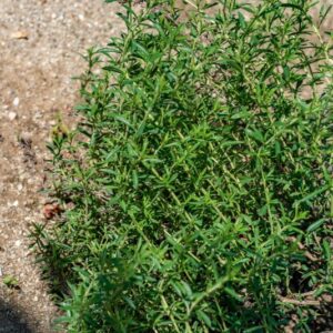 SATUREJA MONTANA, L, LAMIACEAE - 1010