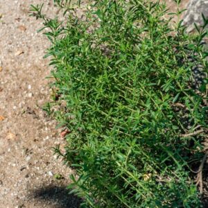 SATUREJA MONTANA, L, LAMIACEAE - 1011