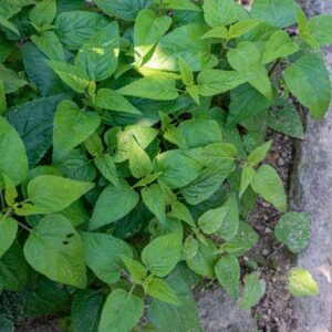 SALVIA COERULEA, BENTH, LAMIACEAE - 1013