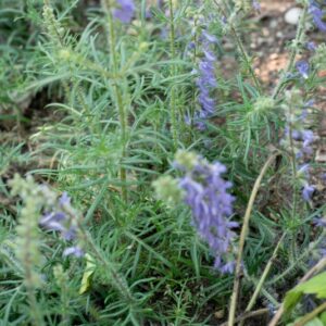 SALVIA JURISICII, KOSANIN, LAMIACEAE, PENISOLA BALCANICA - 1015