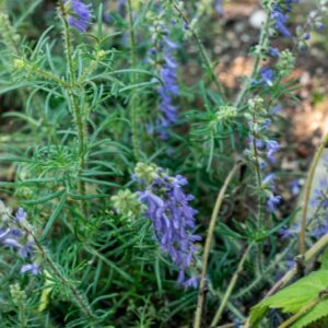 SALVIA JURISICII, KOSANIN, LAMIACEAE, PENISOLA BALCANICA - 1016