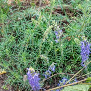 SALVIA JURISICII, KOSANIN, LAMIACEAE, PENISOLA BALCANICA - 1017