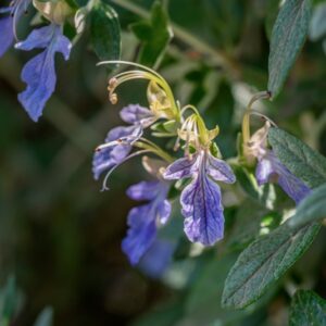 ASPERULA PURPUREA, L, EHREND, RUBIACEAE - 1021