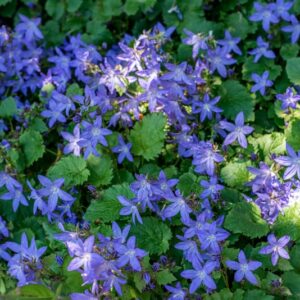 CAMPANULA POSCHARSKYANA, D, CAMPANULACEAE - 1023