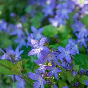 CAMPANULA POSCHARSKYANA, D, CAMPANULACEAE - 1024