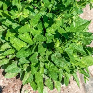 STACHYS OFFICINALIS, TREVISAN, LAMIACEAE