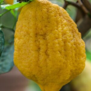CEDRO A FOGLIA RICCIA - CITRUS MEDICA - CRISPIFOLIA - RUTACEAE - 1286