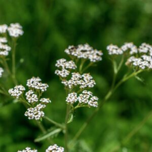 ACHILLEA THOMASINIANA, HALL, ASTERACEAE, EUROPA - 1040