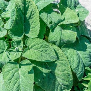 SALVIA SCLOREA, L, LAMIACEAE - 1036