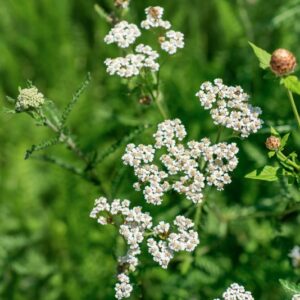 ACHILLEA THOMASINIANA, HALL, ASTERACEAE, EUROPA - 1039