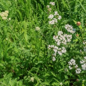 ACHILLEA THOMASINIANA, HALL, ASTERACEAE, EUROPA - 1038