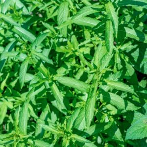 MENTHA LONGIFOLIA, HUDS, VAR ASIATICA R F, LAMIACEAE, ASIA - 1044