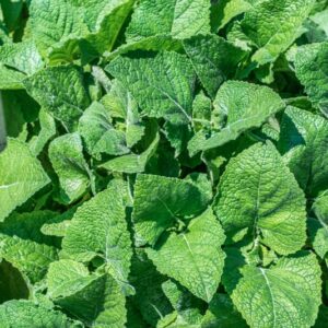 SALVIA VERTICILLATA, L, LAMIACEAE, ASIA MINORE, EUROPA - 1042