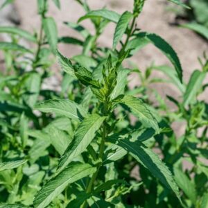 MENTHA LONGIFOLIA, HUDS, VAR ASIATICA R F, LAMIACEAE, ASIA - 1045