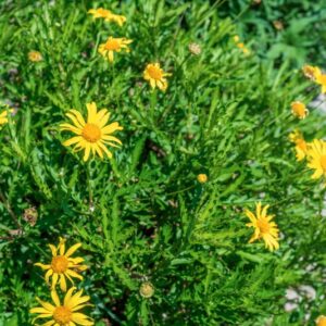 EURYOPS CHRYSANTHEMOIDES, ASTERACEAE, SUDAFRICA, DC - 1051