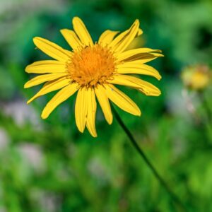 EURYOPS CHRYSANTHEMOIDES, ASTERACEAE, SUDAFRICA, DC - 1052