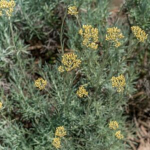 HELICHRYSUM ITALICUM, ROTH, G DON, ASTERACEAE, REGIONI MEDITERRANEE - 1056