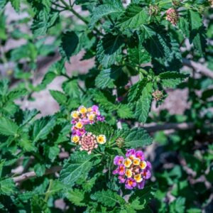 LANTANA CAMARA, L, VERBANACEAE, AMERICA TROPICALE - 1058
