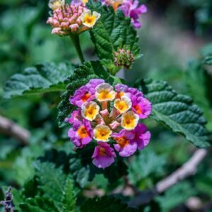 LANTANA CAMARA, L, VERBANACEAE, AMERICA TROPICALE - 1059