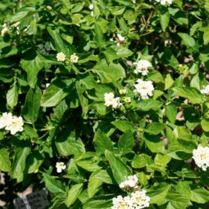 LANTANA CAMARA, L, VERBANACEAE, AMERICA TROPICALE - 1061