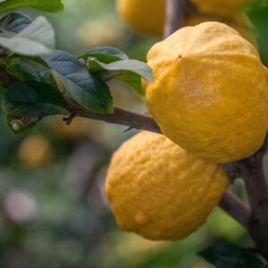 CEDRO A FOGLIA RICCIA - CITRUS MEDICA - CRISPIFOLIA - RUTACEAE - 1287