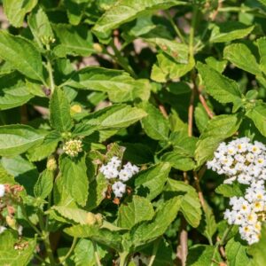 LANTANA CAMARA, L, VERBANACEAE, AMERICA TROPICALE - 1062