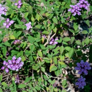 LANTANA MONTEVIDENSIS, BRIG, VERBENACEAE, AMERICA MERIDIONALE - 1064