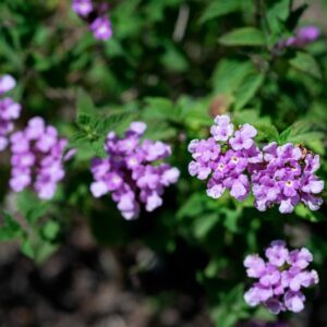 LANTANA MONTEVIDENSIS, BRIG, VERBANACEAE, AMERICA MERIDIONALE -1065