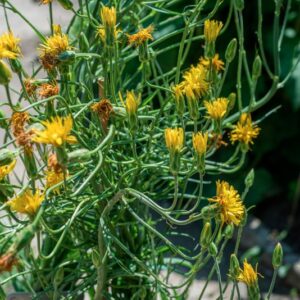 SCOROZONERA HISPANICA, ASTERACEAE, EUROPA - 1070